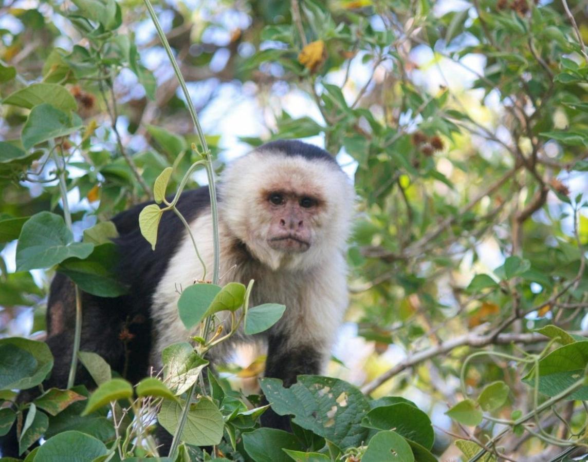 La Casa Bonita Leilighet Monteverde Eksteriør bilde
