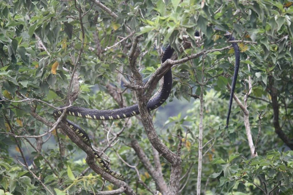 La Casa Bonita Leilighet Monteverde Eksteriør bilde