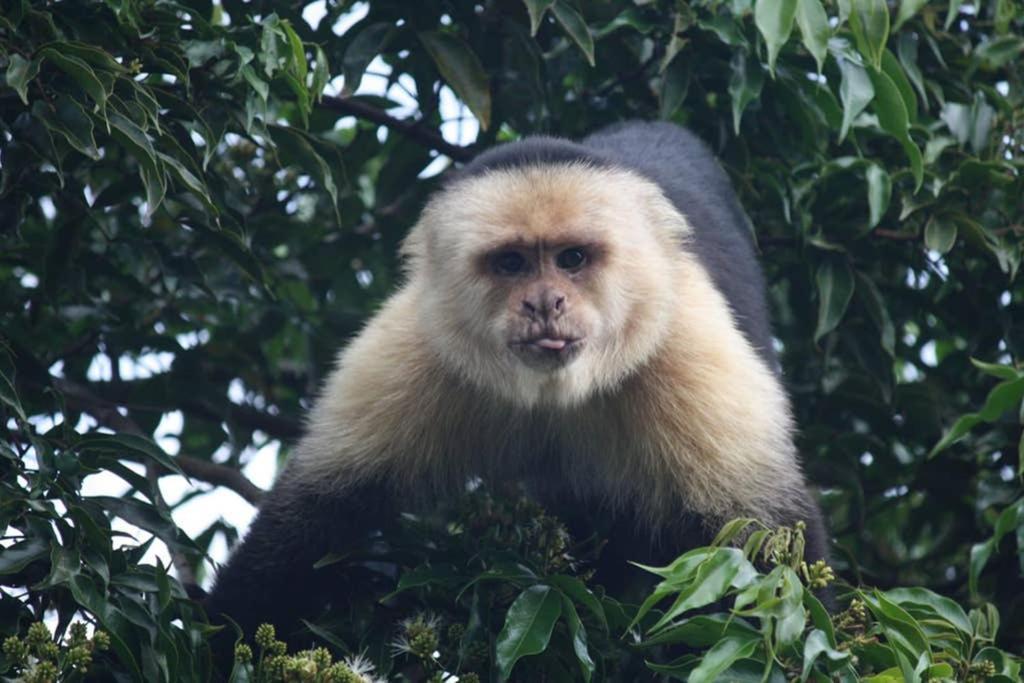 La Casa Bonita Leilighet Monteverde Eksteriør bilde