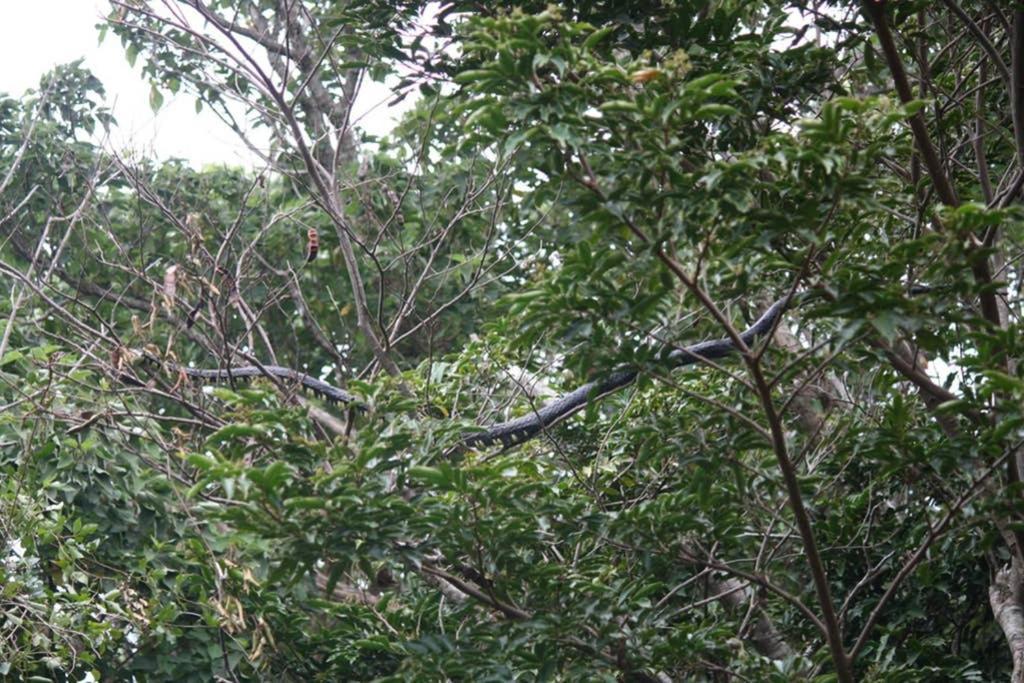 La Casa Bonita Leilighet Monteverde Eksteriør bilde