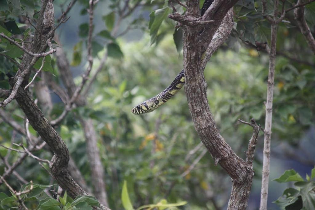 La Casa Bonita Leilighet Monteverde Eksteriør bilde