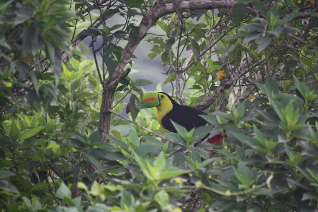 La Casa Bonita Leilighet Monteverde Eksteriør bilde