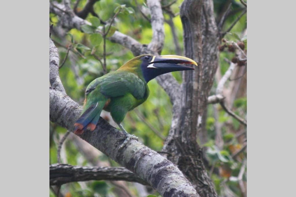 La Casa Bonita Leilighet Monteverde Eksteriør bilde