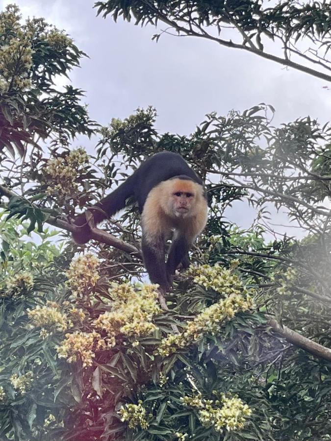La Casa Bonita Leilighet Monteverde Eksteriør bilde